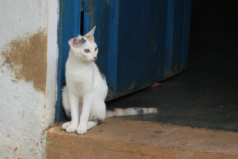 a white cat sitting outside the door to an open building