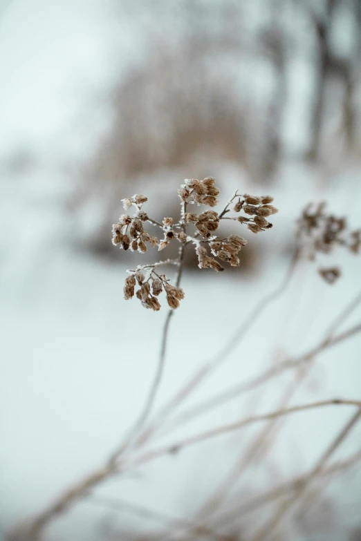 snow on the top of some shrub nches