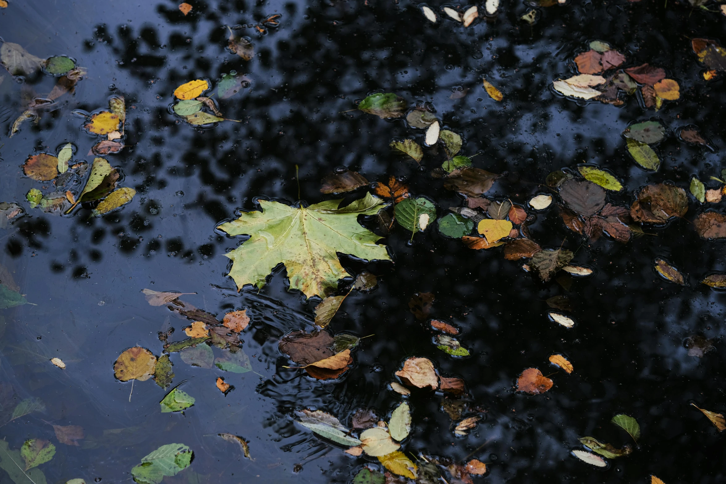 autumn leaves floating on the surface of a pond