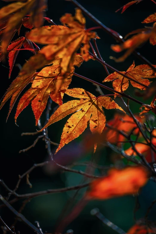 a nch with yellow leaves with many colors