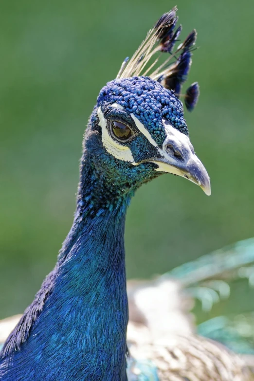 a peacock is standing outside with feathers spread