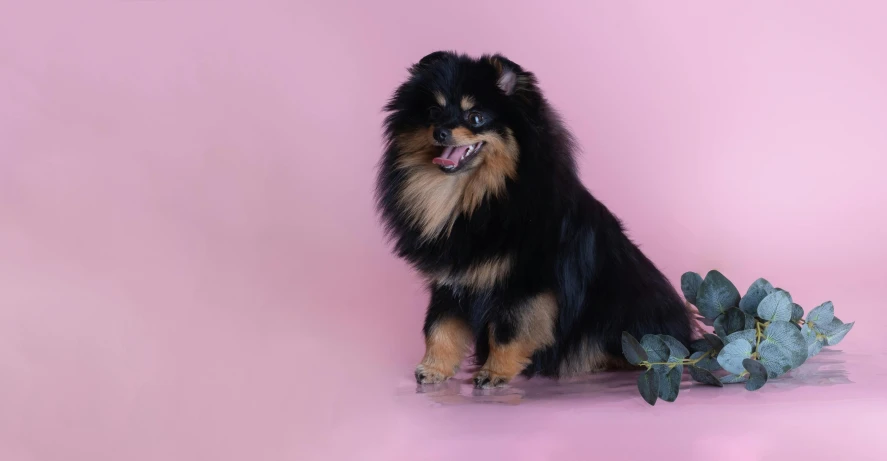 the dog sits near some flowers on a pink background