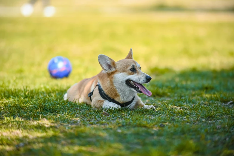 the dog is lying down by his ball