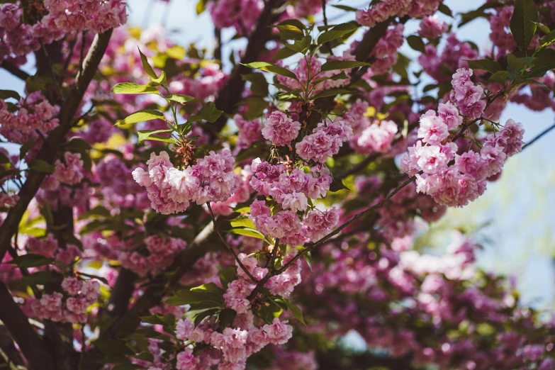 a flowering tree in the sunlight