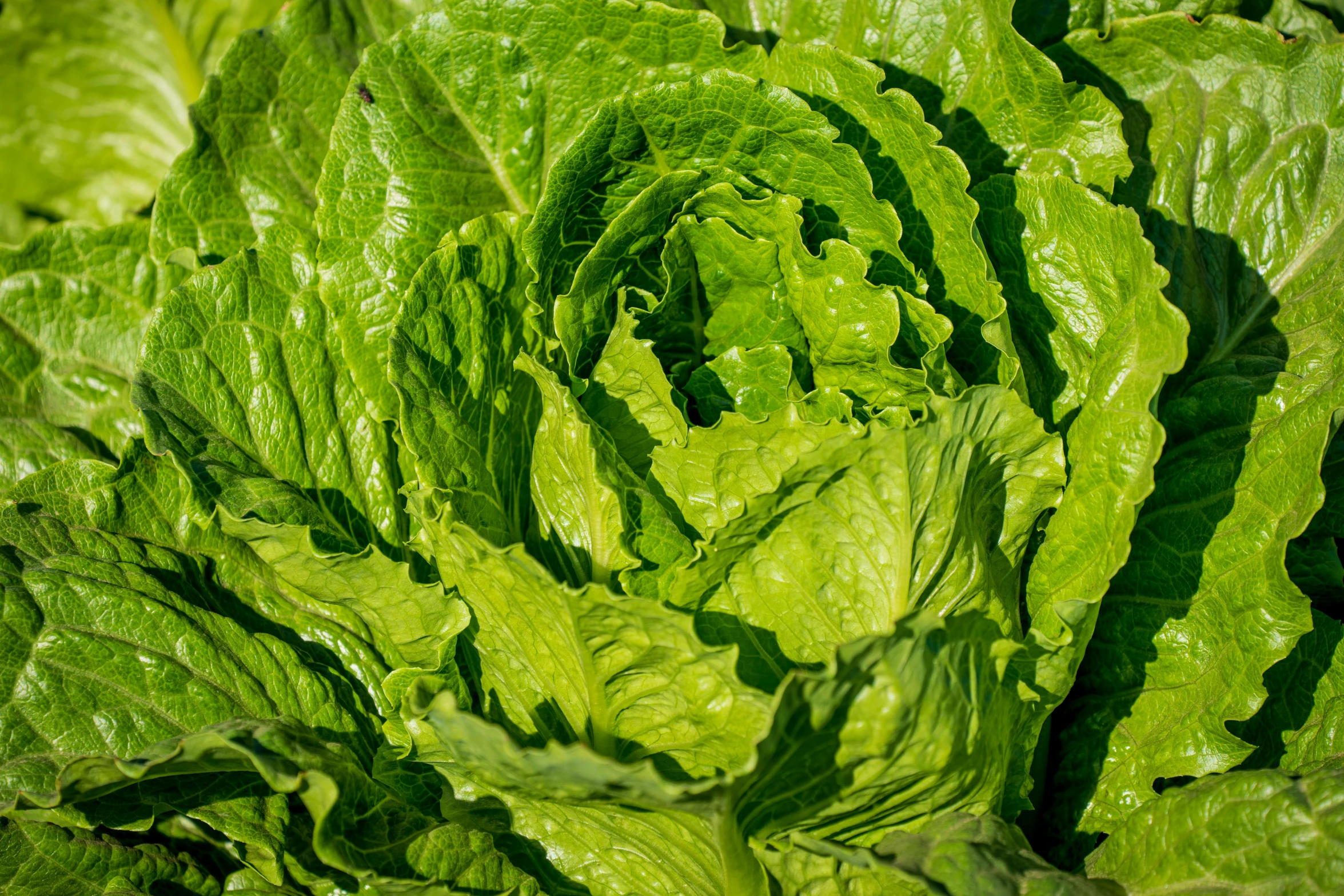 a close - up view of a green lettuce