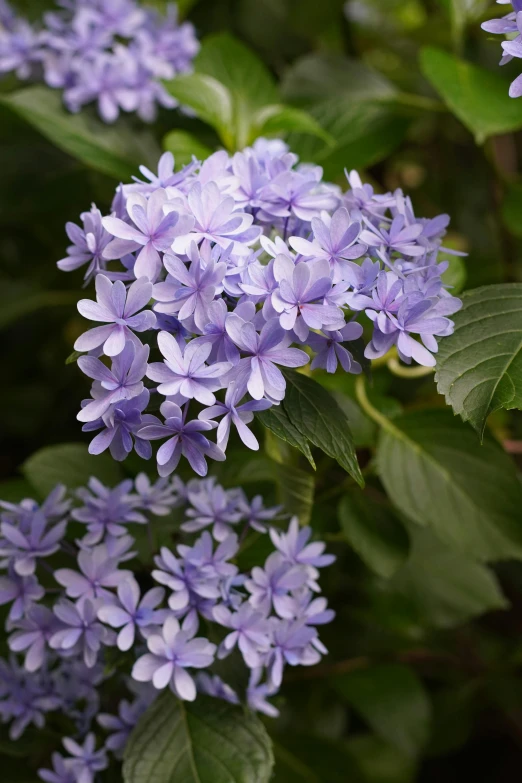 there are small purple flowers growing out of the green