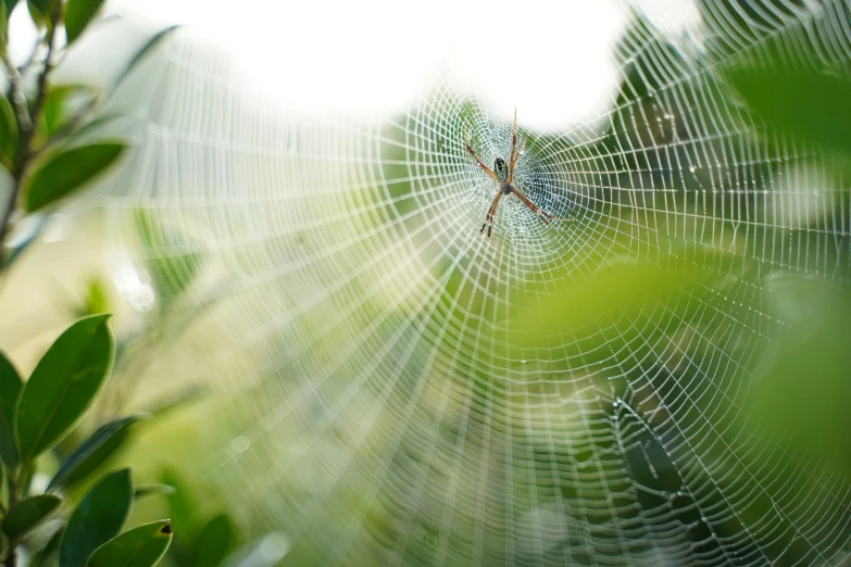 a web is outside with a green plant in the background