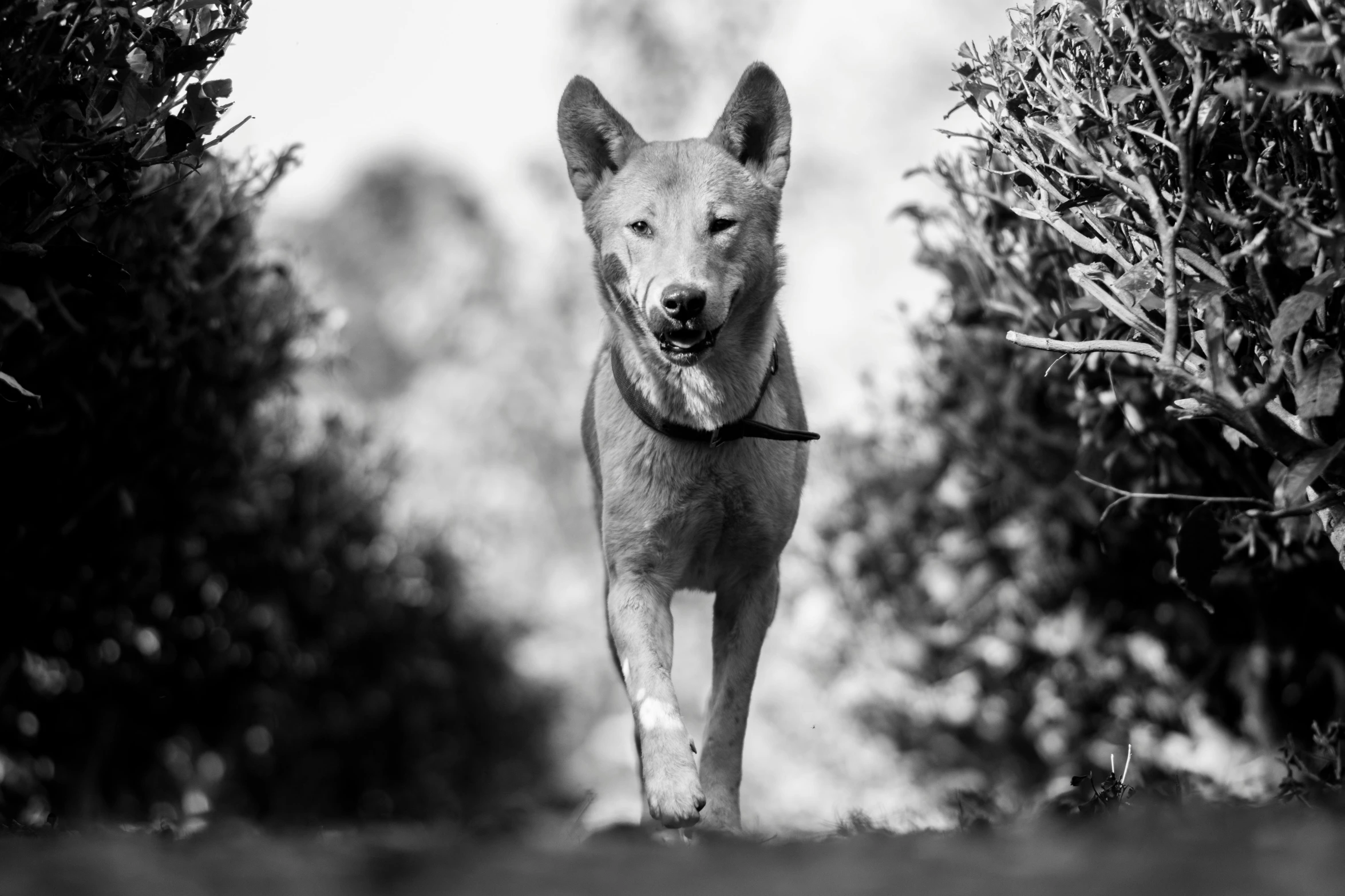 a dog is walking by a bush with its eyes open