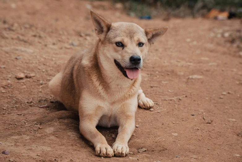 a small dog is sitting in the dirt