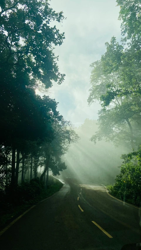 a road with many trees along it surrounded by fog