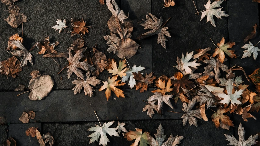 a street is covered with leaves in autumn