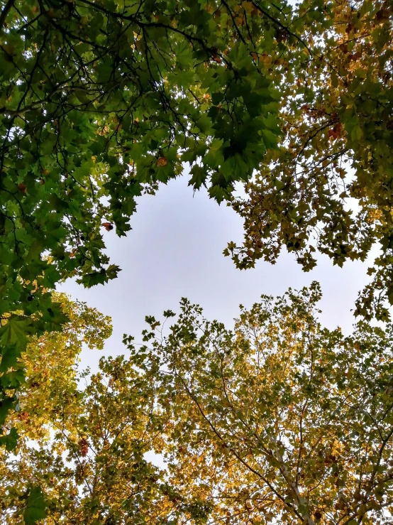 looking up from the ground, overcast day and into trees with leaves