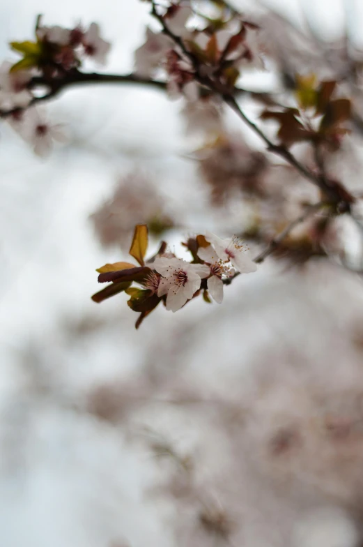 closeup image of a flower blossoming tree nch