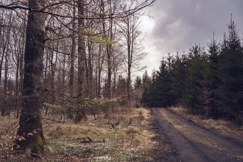 a dirt road and a few trees along it