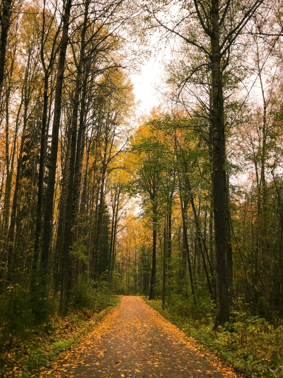 an empty road in the forest surrounded by leaves and trees