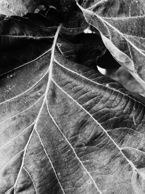 black and white pograph of a leaf