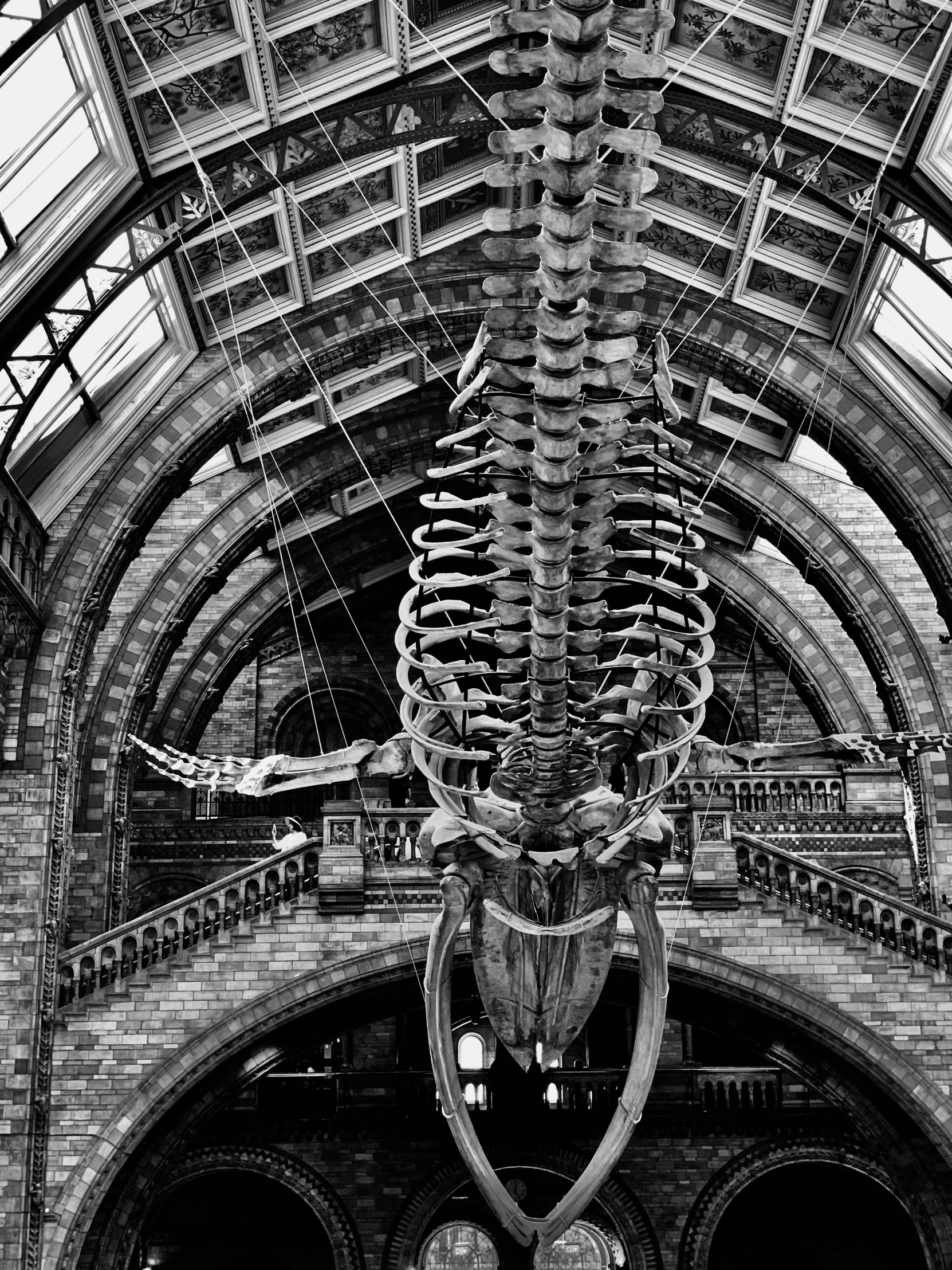 an enormous skeleton of a shark is on display in a museum