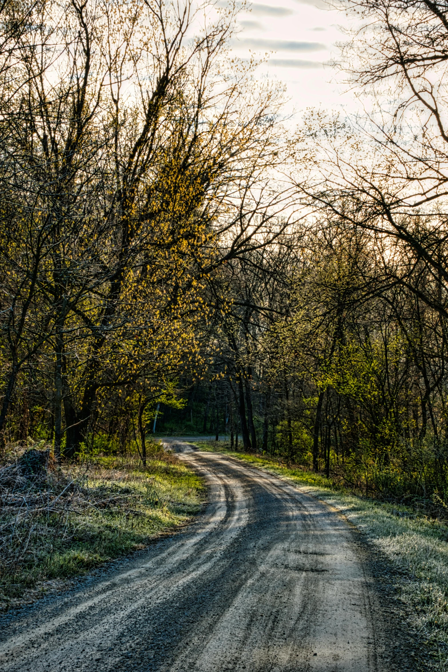 a dirt road winding through trees to the side