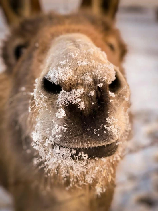 a close up of a snow covered animal