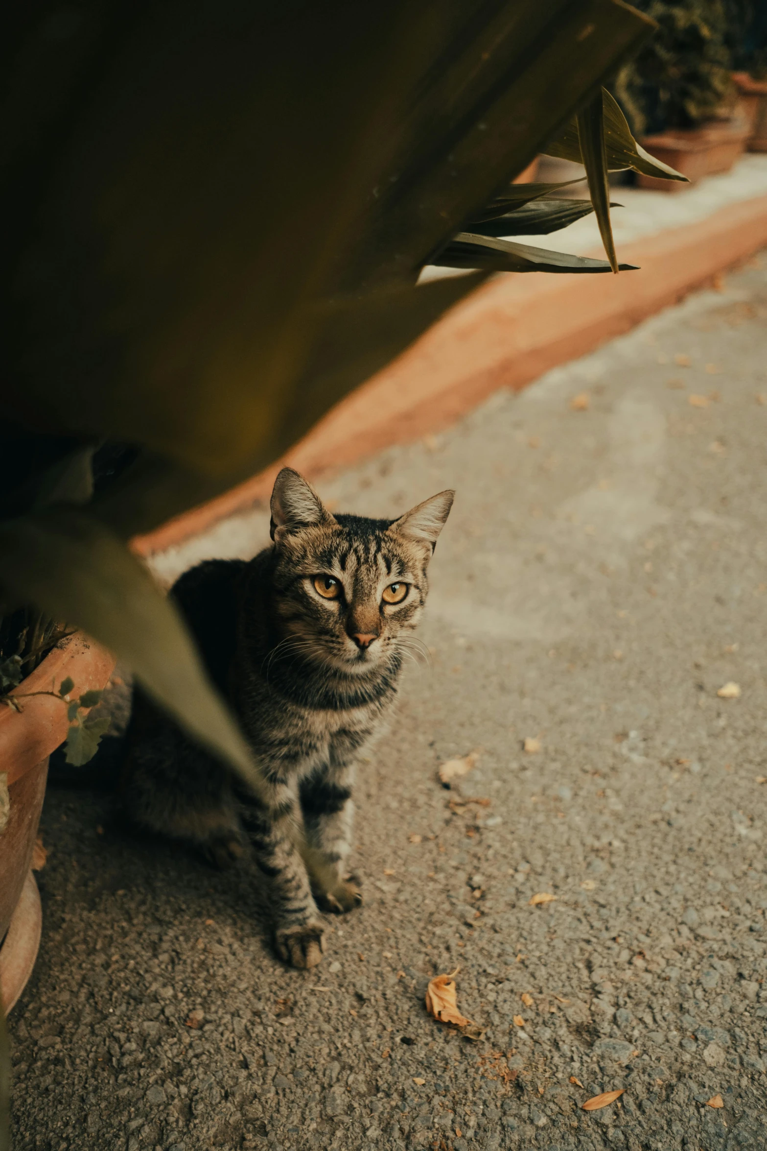 a tabby cat sitting under some potted plants