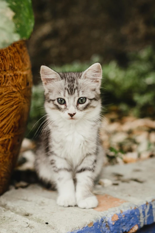 a little kitten sitting next to a wooden chair