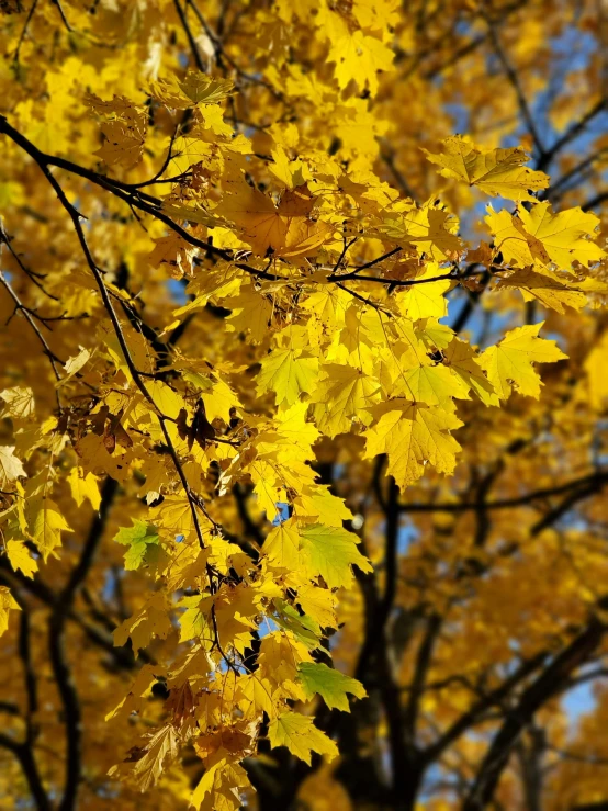 the yellow autumn leaves of a tree are very nice