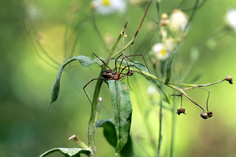 a green bug crawling on the ends of several small leaves