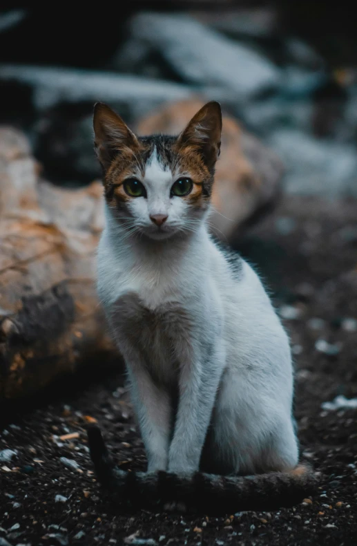 a cat sitting on top of a rocky ground next to rocks