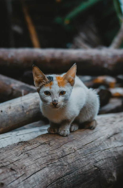 an orange and white kitten sitting on top of a log