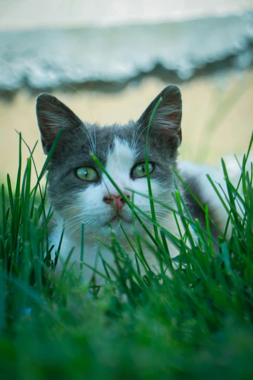 a gray and white cat lying in grass with it's eyes open