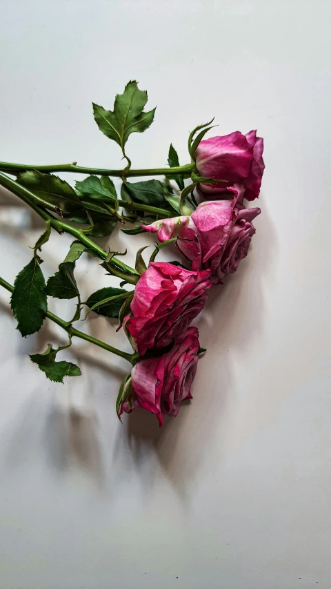 some pink flowers sitting on the top of the table