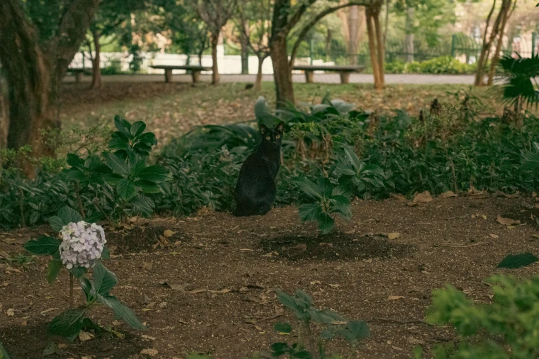 a black cat in a park area, staring out at trees