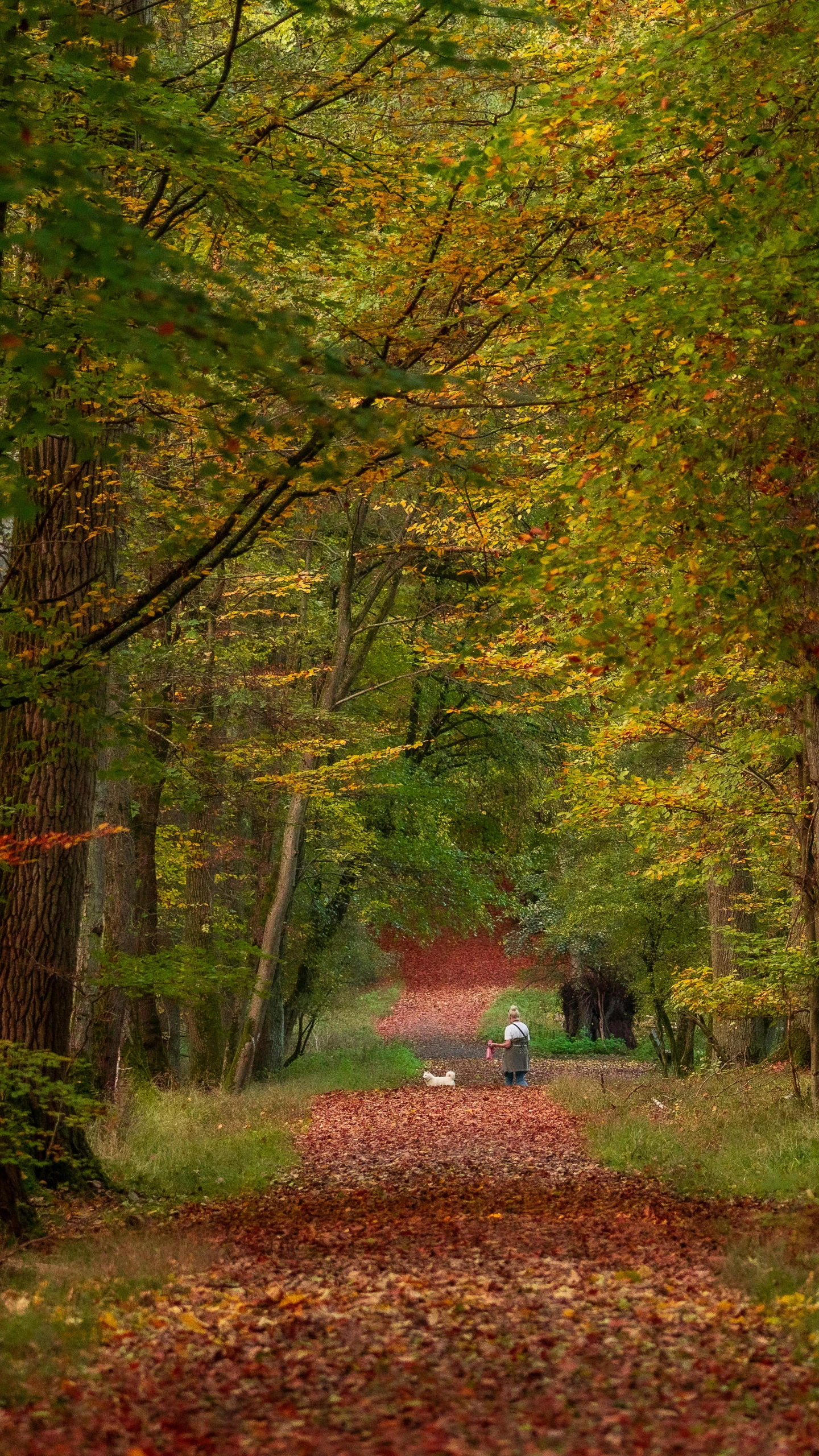 a dirt road in the middle of a leaf filled park