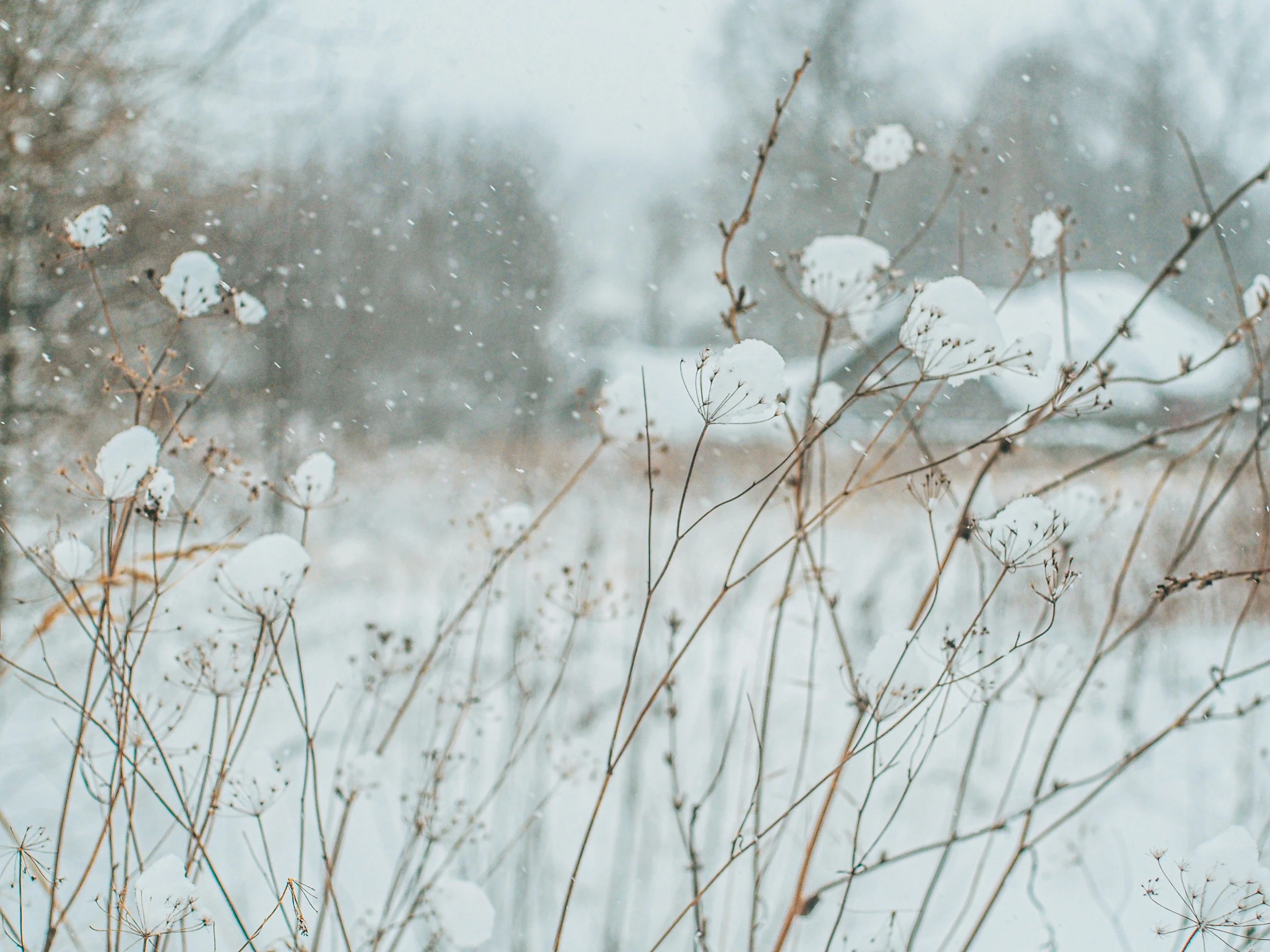 a field with snow and trees in the distance