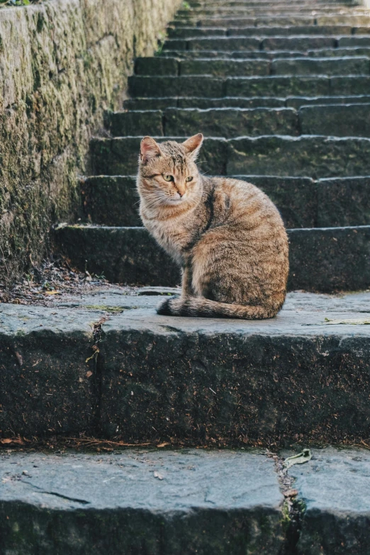 a large gray cat sitting on the steps of some stairs