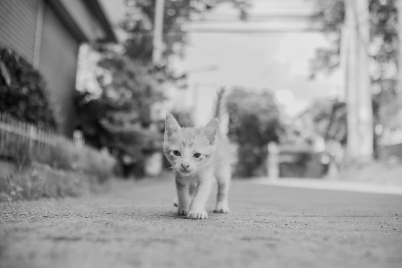 a small kitten walking down a small street