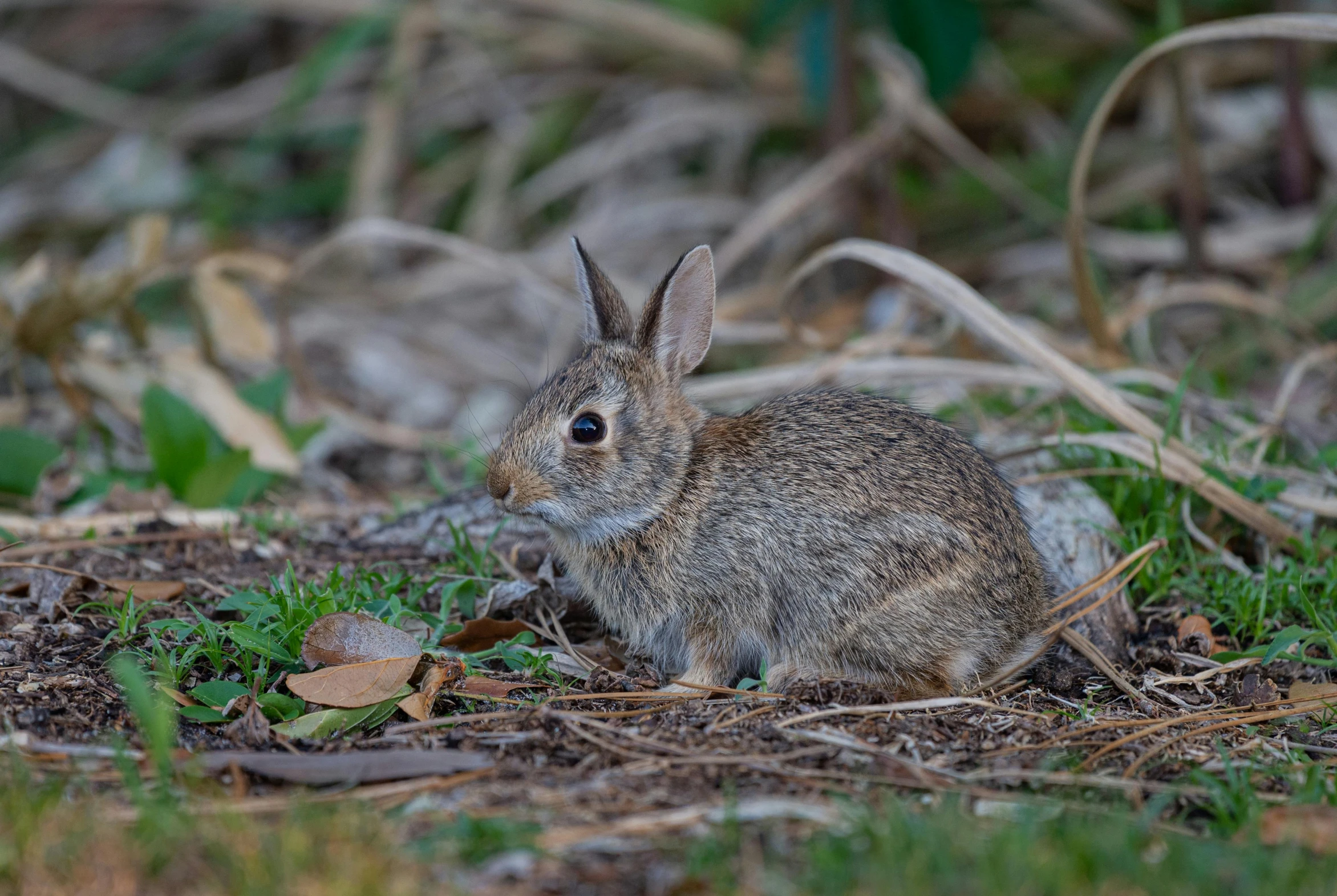 a bunny sitting in the grass near some dead leaves