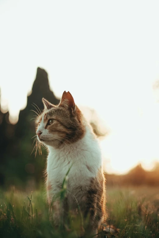 a cat is sitting on the grass near trees