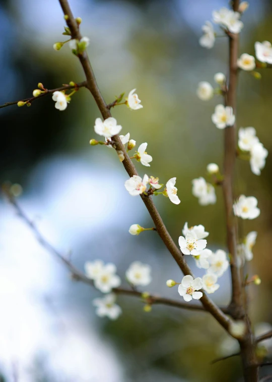 the nch of an almond blossoming tree with white blossoms