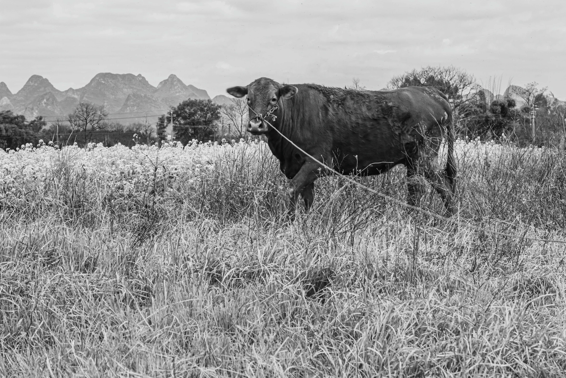 a cow that is tied up in the grass