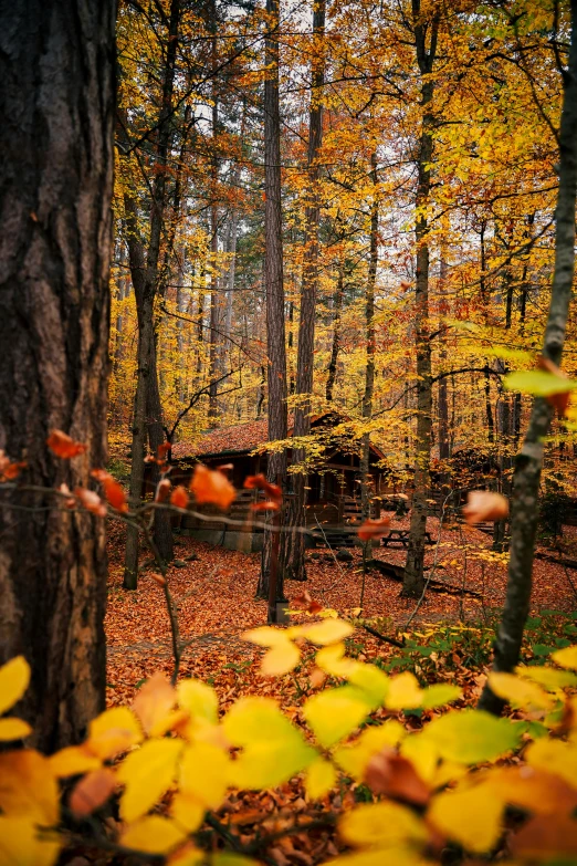 a wooded area with many autumn leaves and trees