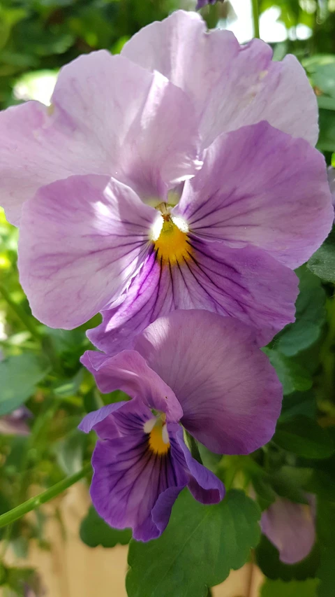 two purple flowers with green leaves around them