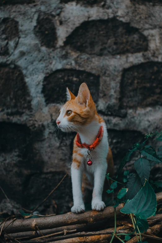 a cat wearing a red collar standing on a log