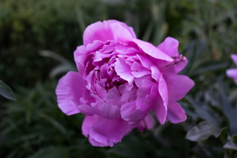a pink peonie is standing in the middle of flowers