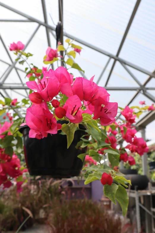 a flower pot with flowers in a greenhouse