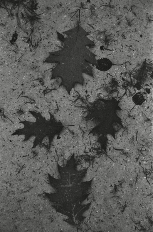 a leaf imprint on the pavement with drops of water