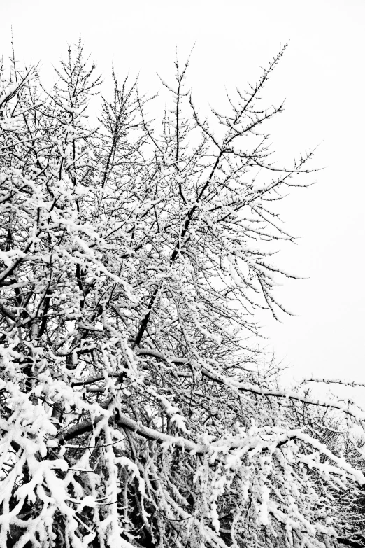 a couple of snow trees with no leaves