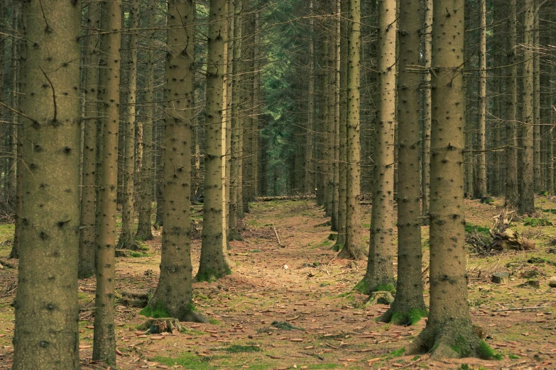 an image of a forest path in the woods