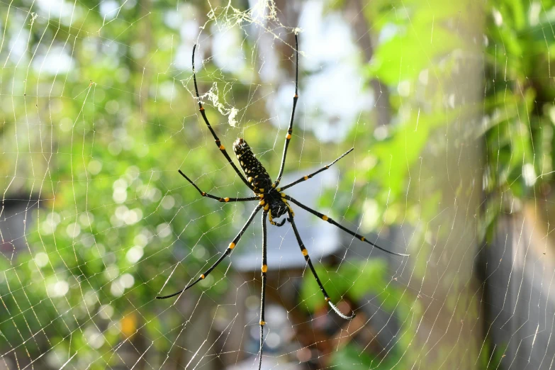 a spider sitting on its web inside a window