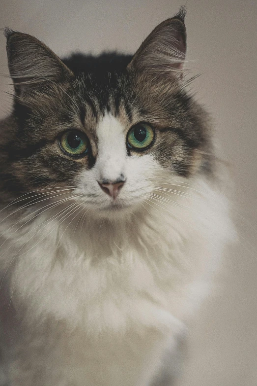 a long haired gray and white cat with green eyes